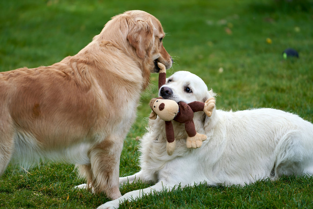 Fun Pet Toys That Keep Pets Active